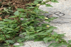 Malvastrum coromandelianum